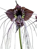 Schwarze Fledermausblume 'Black-Bat-Flower' - Tacca chantrieri *10 Samen*...