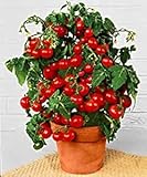 Prademir – Cocktailtomaten Samen/Bonsai-Tomaten Samen “Minibel” –...