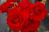 Kletterrose Amadeus® - Rosa Amadeus ® - blutrot - Duft+ - Kordes-Rose