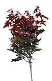 Blut - Ahorn - Crimson sentry - Acer platanoides Hochstamm Höhe 100-125 cm...