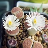 400 pcs lithops lebende steine samen, kakteen, bonsai samen hochbeete für...