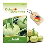 Kohlrabi Superschmelz Samen - Brassica oleracea - Kohlrabisamen -...