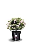 !!WELTNEUHEIT!! Bloombux® – flower & form by INKARHO® 25-30 cm breit im...