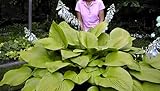 Hosta-Zwiebeln, seltene Hosta,Hosta Knollen,Hosta Rhizom,Winterharte...