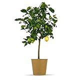 Bloomify® Zitronenbaum “Zeus” | 80 bis 110 cm | Fruchtreife Zitrone...