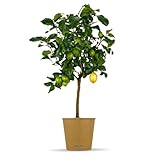 Bloomify® Zitronenbaum “Zeus” | 65 bis 100 cm | Fruchtreife Zitrone...