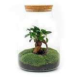 Flaschengarten 'Milky' - DIY Pflanzenterrarium - 30 cm - mit Ficus Bonsai -...