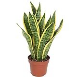 Bogenhanf - pflegeleichte Zimmerpflanze, Sansevieria trifasciata Laurentii...