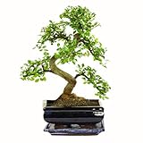 Bonsai Baum mit Keramik Blumentopf - Ligustrum, Ficus, Carmona, Podocarpus,...