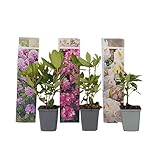 Plant in a Box - Rhododendron - 3er Mischung - Lila, weiß & Rosa - Topf...