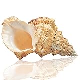 Jangostor Große natürliche Muschelschalen, 17-20 cm Riesige Ocean Muschel...