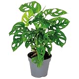 Monstera adansonii 'Monkey Leaf' - Lochpflanze - Luftreinigende...