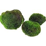 AquaBreedingSkill – Große Größe 4–5 cm – Set aus 3 Marimo...