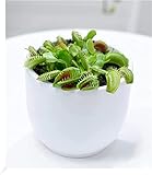 BALDUR Garten Fleischfressende Pflanze Venusfliegenfalle, 1 Pflanze,...
