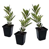 Plant in a Box - Arbutus Unedo - Erdbeerbaumpflanze - 3er Set - Topf 9cm -...
