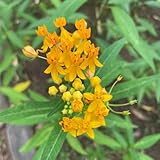 Asclepias - schmetterlingswiese für sonnige plätze blumensamen...