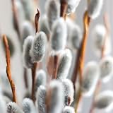 kätzchenweide grünpflanzen, gartendeko für draußen kätzchenweidesamen,...