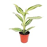 Exotenherz - Mini-Pflanze - Dracaena sanderiana - Drachenbaum - Ideal für...