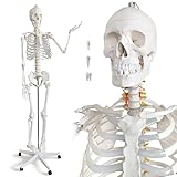 Lebensgröße menschliches Skelettmodell für Anatomie-medizinisches...