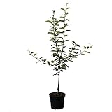 Apfelbaum Topaz (S) robust schorfresistent Apfelbaum Buschbaum 110-140 cm...