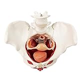 Anatomie des menschlichen Körpers, weibliches Becken, Perineum-Modell mit...