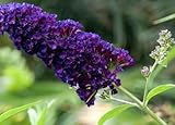 3 x Sommerflieder Black Knight 40–60 cm im Topf | Buddleja davidii...