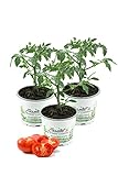3er Set Fleischtomate, frischer Fleischtomatenstrauch,Tomatenpflanzen