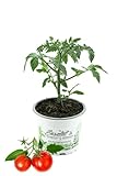 Tomatenpflanze Faulenzer-Tomate