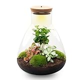 urbanjngl.com - Sam Coffea - Flaschengarten mit Licht - DIY Terrarium mit...