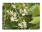 Stk - 20x Azadirachta Indica Niembaum Niem Neem Margosa Pflanzen - Samen...