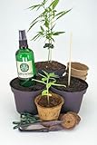 Growing Corp. Cannabis Anbau Starter-Kit/Set für drei Gras/-Weed Pflanzen...