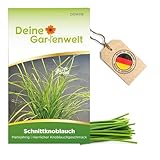 Schnittknoblauch Mehrjährig Samen - Allium tuberosum -...