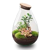 urbanjngl.com - Flaschengarten - Drop XL Ficus Ginseng Bonsai - Ökosystem...