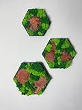 Islandmoos Moosbild Hexagon mit Holz Rahmen Sechseck Wabe Gedankenwunder...