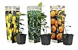 Plant in a Box - Citrus pflanzen Mix - 3er Set - Zitronenbaum, Orangenbaum,...