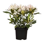 Rhododendron 'Cunningham's White': Immergrüner Strauch, weiße Blüten,...