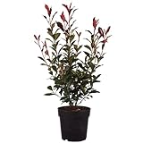 Glanzmispel 'Carré Rouge', Photinia, Photinie, 50-60cm, Zierstrauch,...