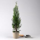Thuja occidentalis 'Smaragd', Topf-Ø 13 cm, 6 Pflanzen