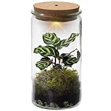 Vdvelde.com - Ecoworld Tropical Weck Glas - Flaschengarten Mit Licht - Mini...