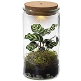 vdvelde.com - Ecoworld Tropical Weck Glas - Flaschengarten mit Licht - Mini...