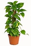 Scindapsus aureum, Efeutute, echte Zimmerpflanze im 15er Topf, ca. 50 cm...