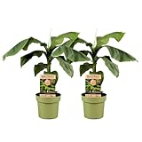 Plant in a Box - Musa Basjoo - 2er Set - Bananenpflanze Winterhart -...