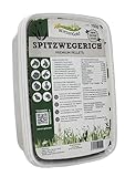 WiesenGold® Spitzwegerich Pellets/Cobs (750g) – natürliche Kräuter...