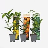 Plant in a Box - Citrus pflanzen Mix - 3er Set - Zitronenbaum, Orangenbaum,...
