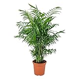 Bloomique - Chamaedorea Elegans - Bergpalme - Zimmerpflanzen - Pflegeleicht...