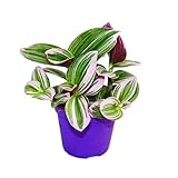Exotenherz - Dreimasterblume - Tradescantia 'Nanouk' - pflegeleichte...