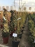 Poncirus trifoliata - Zitronatzeder 60-80 cm - Container