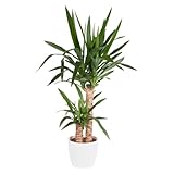 Yucca-Palme, Palmlilie, 2-stämmig, echte Zimmerpflanze, Topfgröße 17 cm,...
