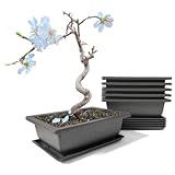 maiple 6 Stück Bonsai Trainingsschalen, 23x17x8cm, rechteckige...