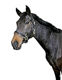 Kerbl Halfter Eco Warmblut, Leder Schwarz, 32257